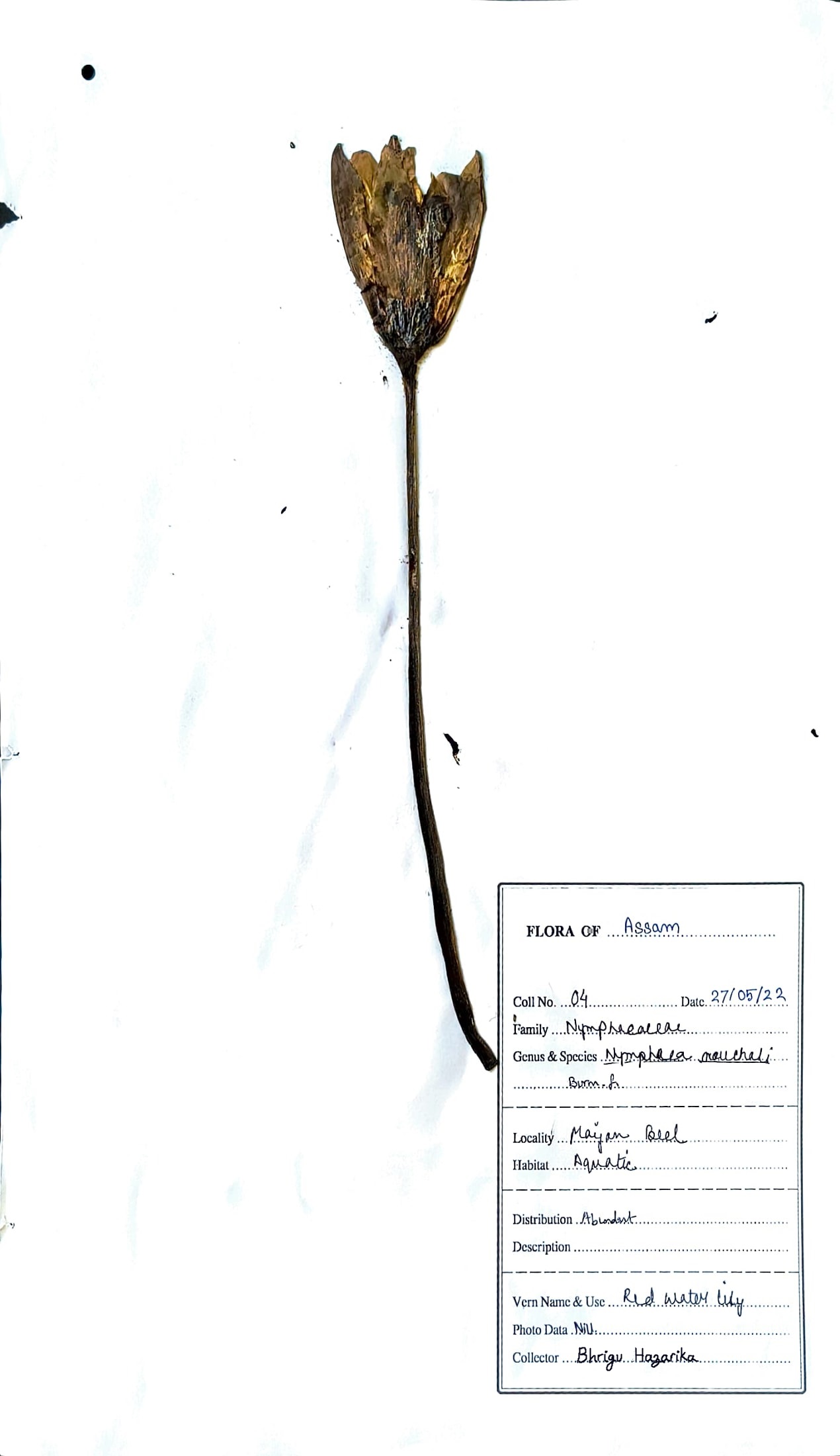 Utpol (Herbarium)